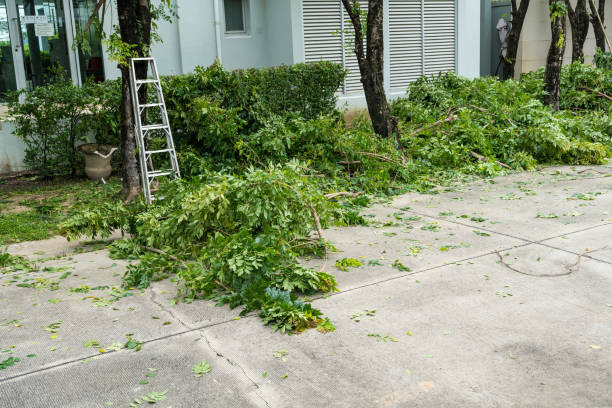 Best Lawn Irrigation Installation and Maintenance  in Chula Vista, TX